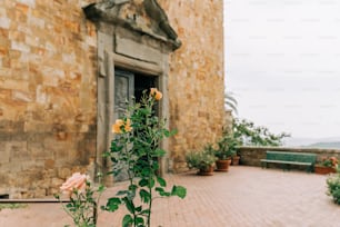 a plant with yellow flowers in front of a stone building