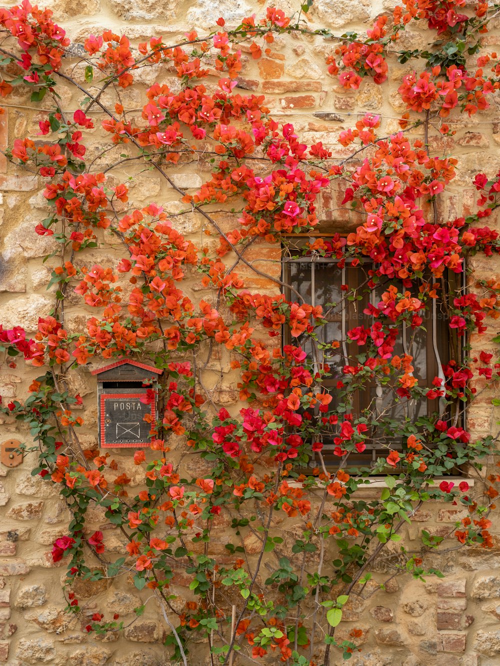 창문 옆에 붉은 꽃으로 덮인 벽돌 벽