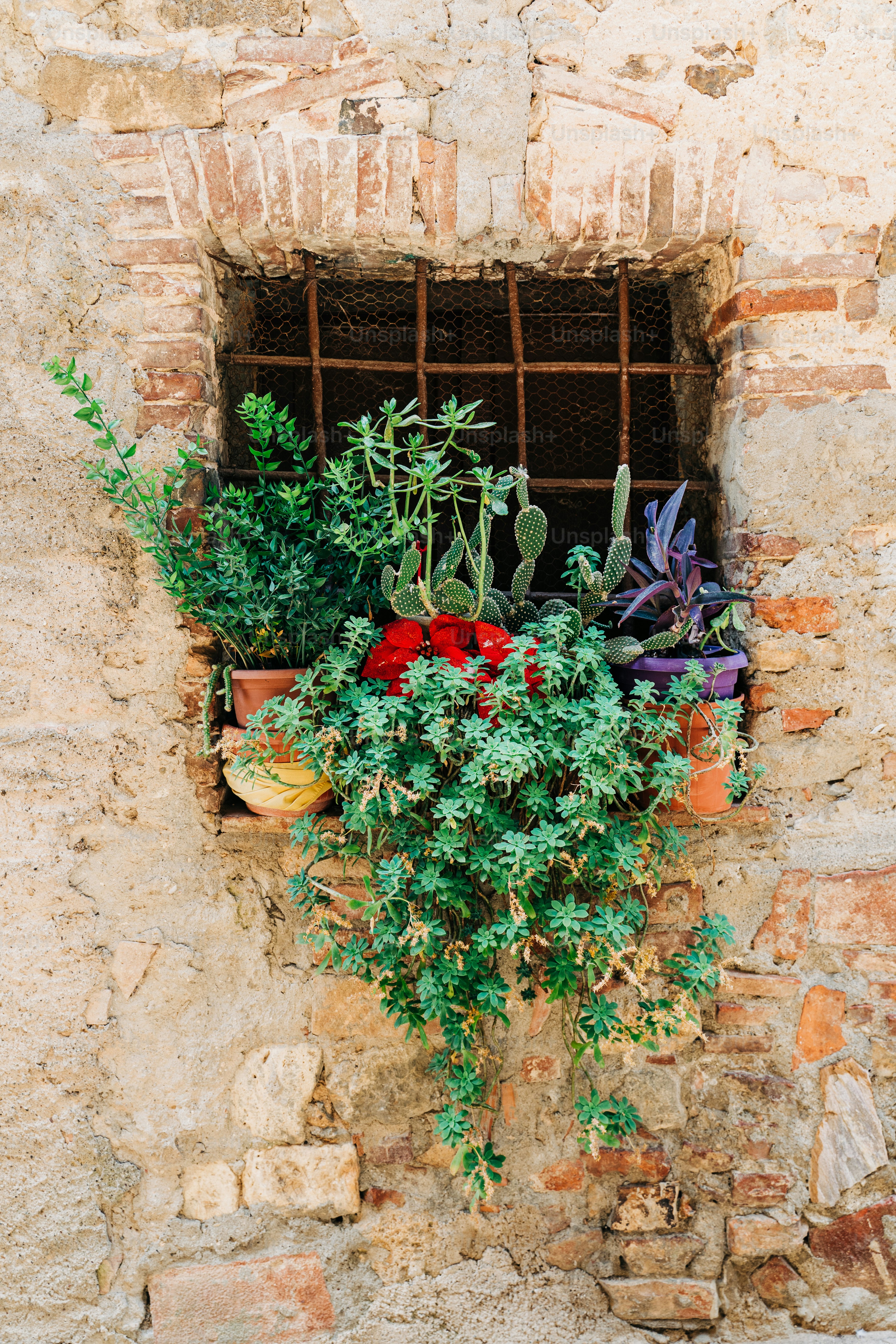 a window that has a bunch of plants in it