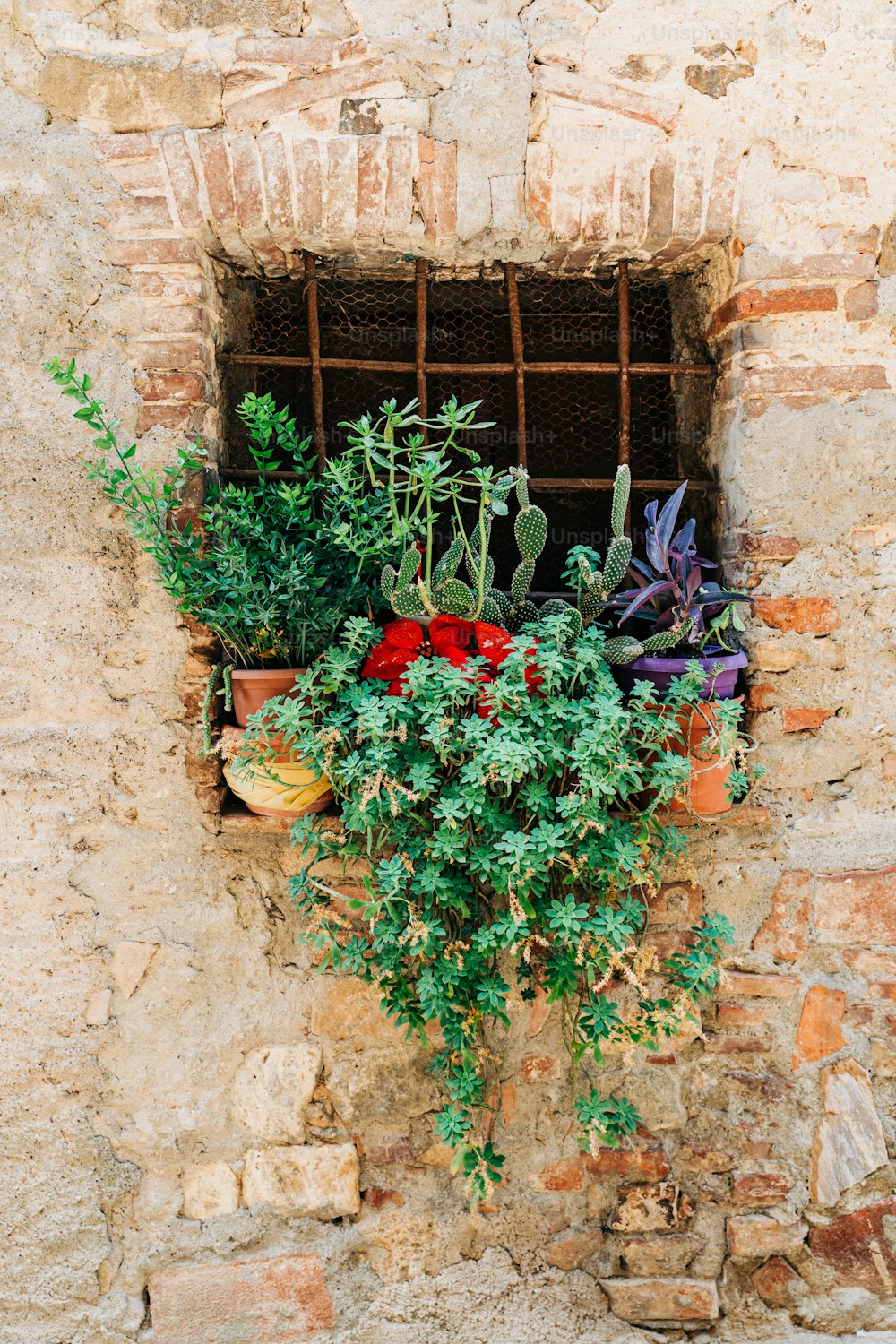 una finestra che contiene un mucchio di piante