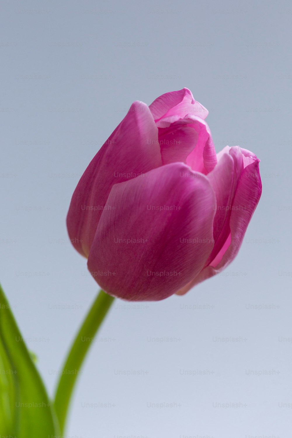 a single pink tulip in front of a blue sky