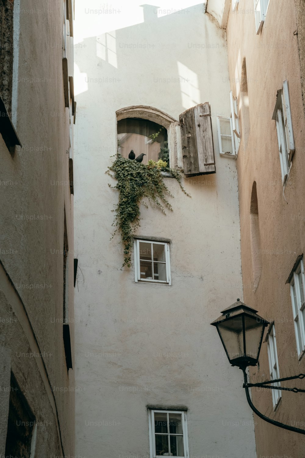 a tall building with a window and a plant growing out of it