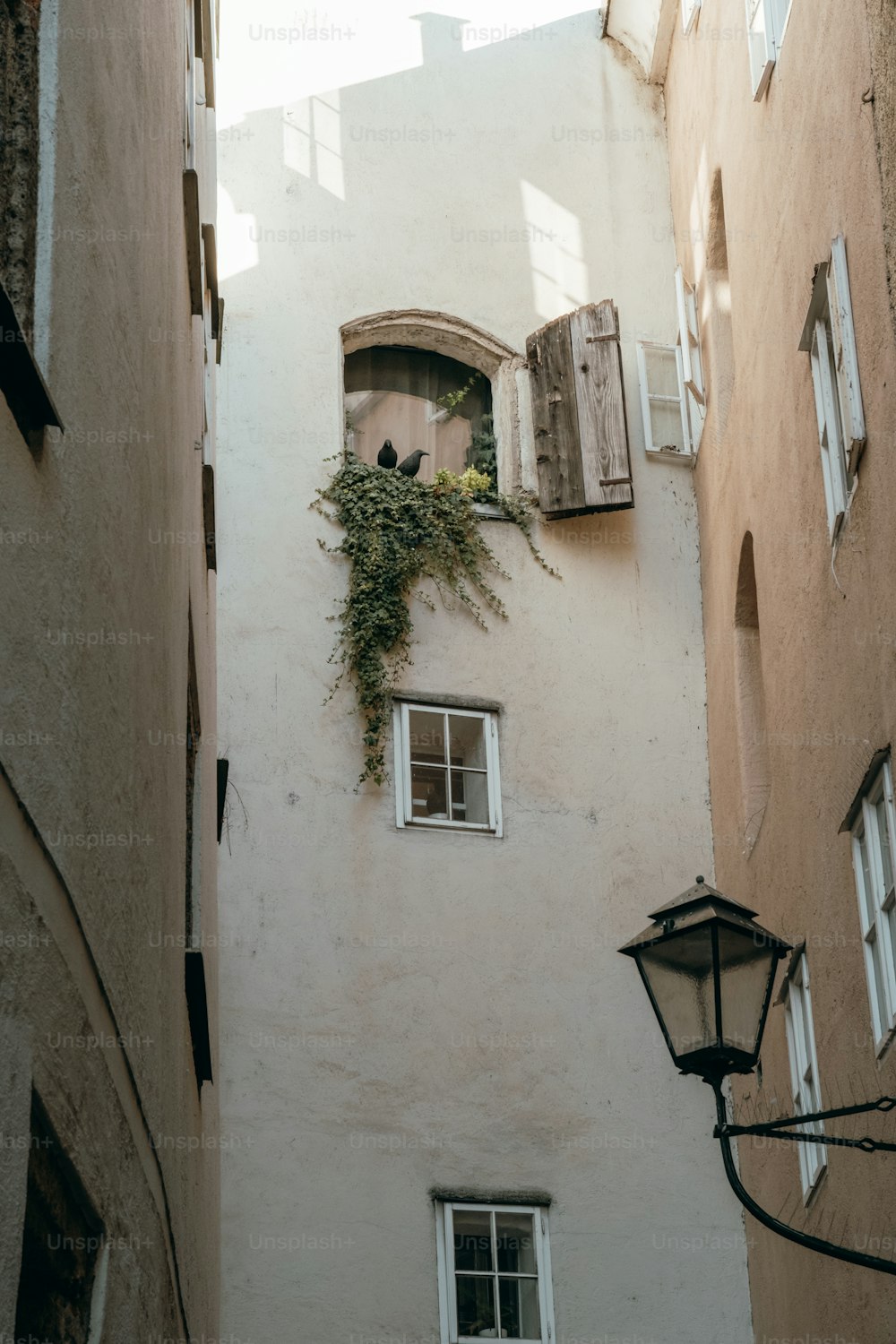 un edificio alto con una ventana y una planta que crece fuera de él