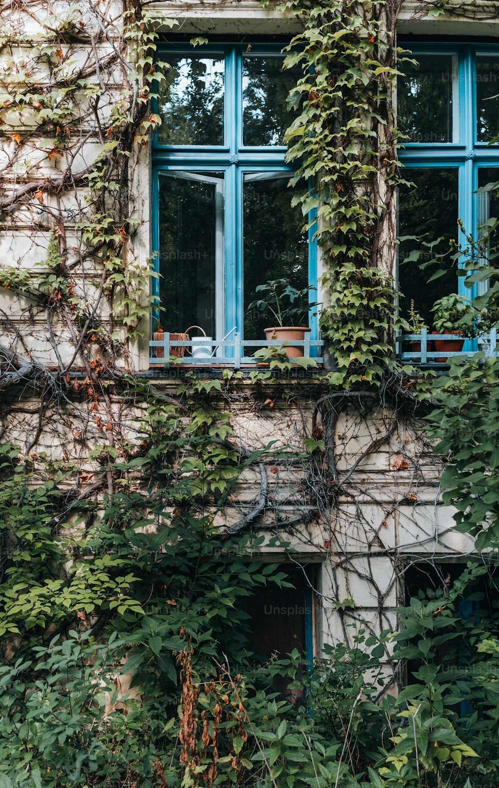 a building covered in vines and vines next to a window