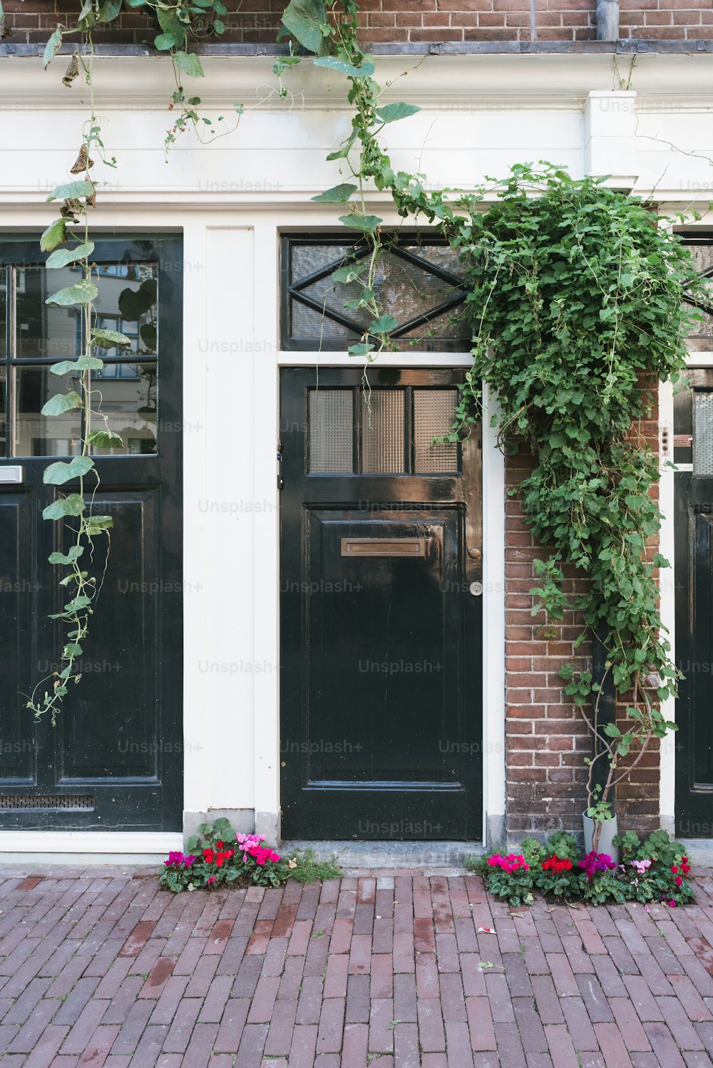 a black door with a vine growing over it