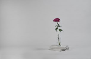 a single pink flower in a glass vase