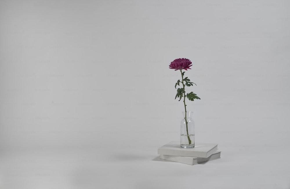Una sola flor rosa en un jarrón de cristal