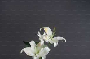 duas flores brancas estão em um vaso em uma mesa