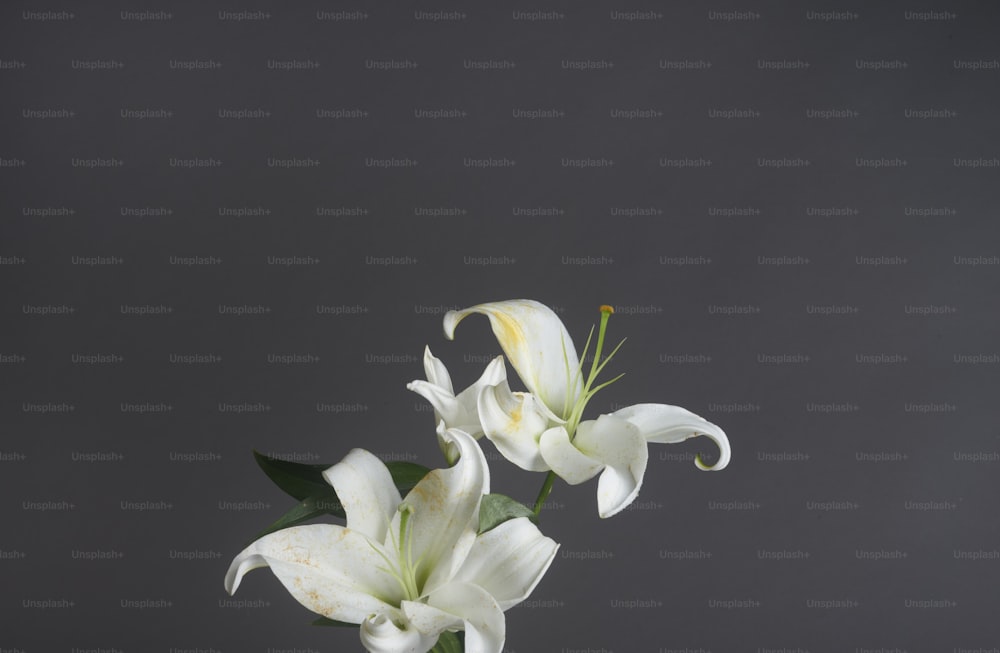 two white flowers are in a vase on a table