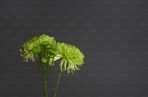 a couple of green flowers sitting on top of a table