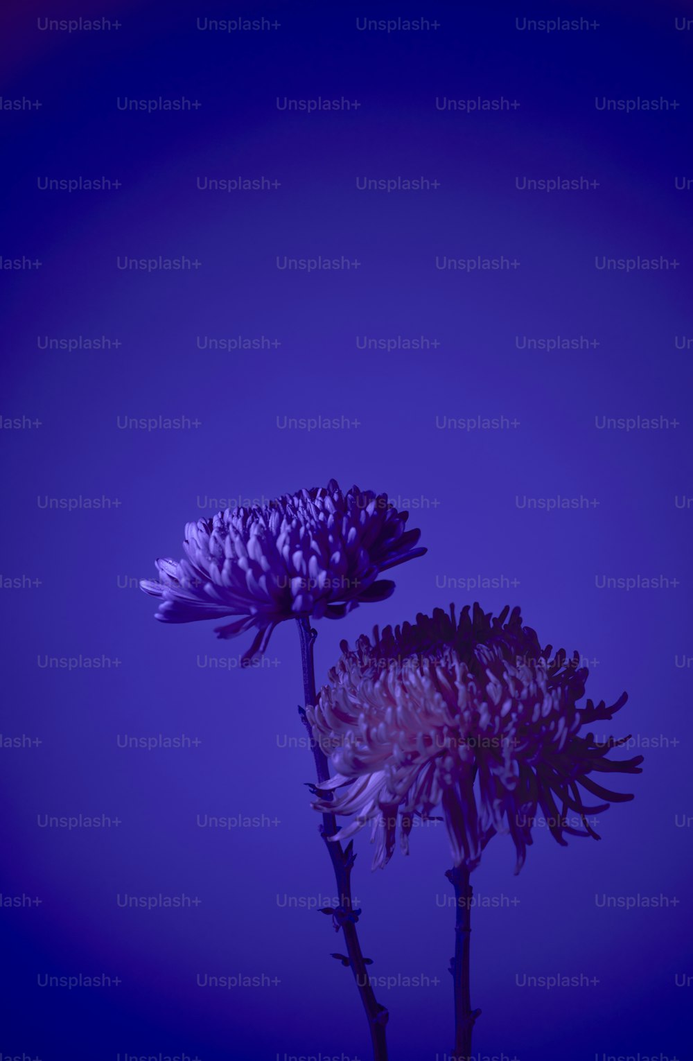 Un par de flores púrpuras sentadas una al lado de la otra