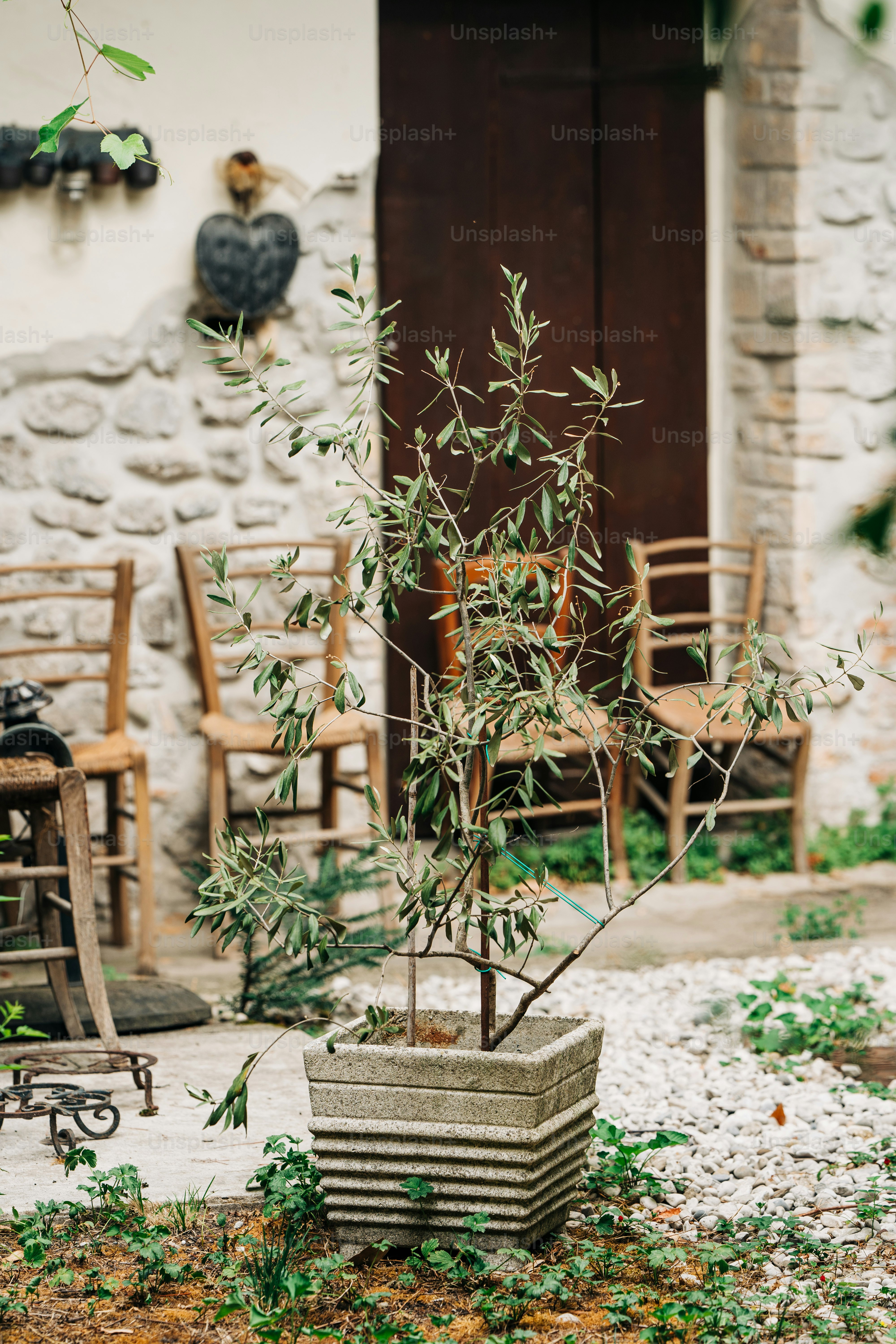 a small tree in a pot in front of a building