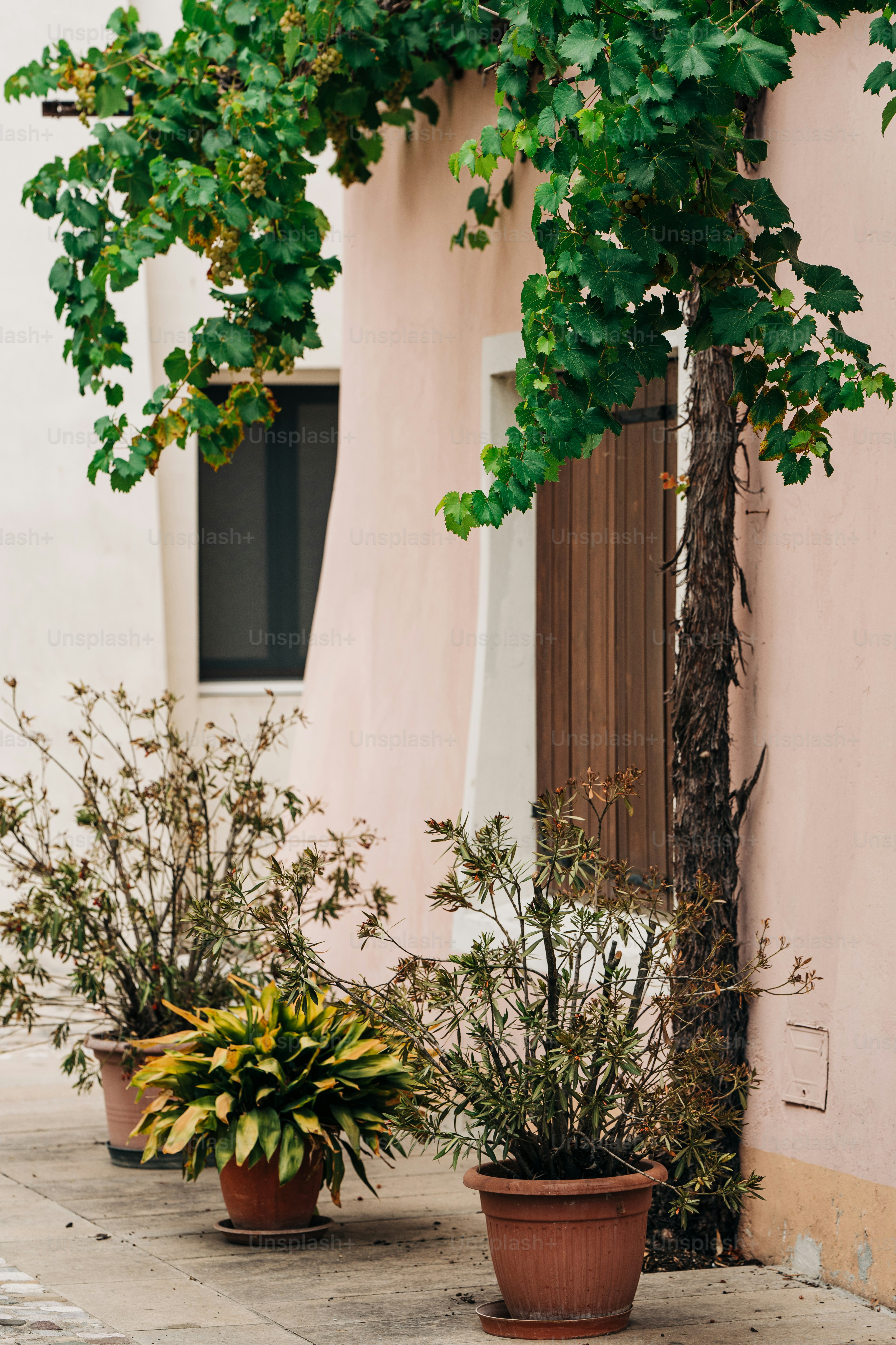 a couple of potted plants sitting next to a building