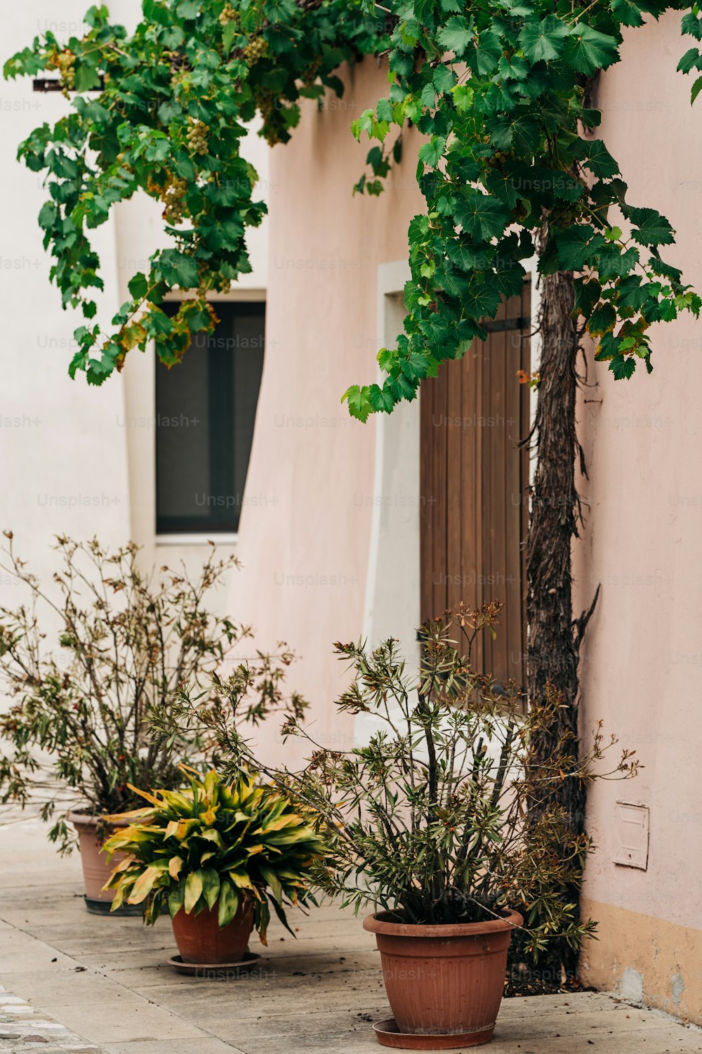 um par de vasos de plantas sentadas ao lado de um edifício
