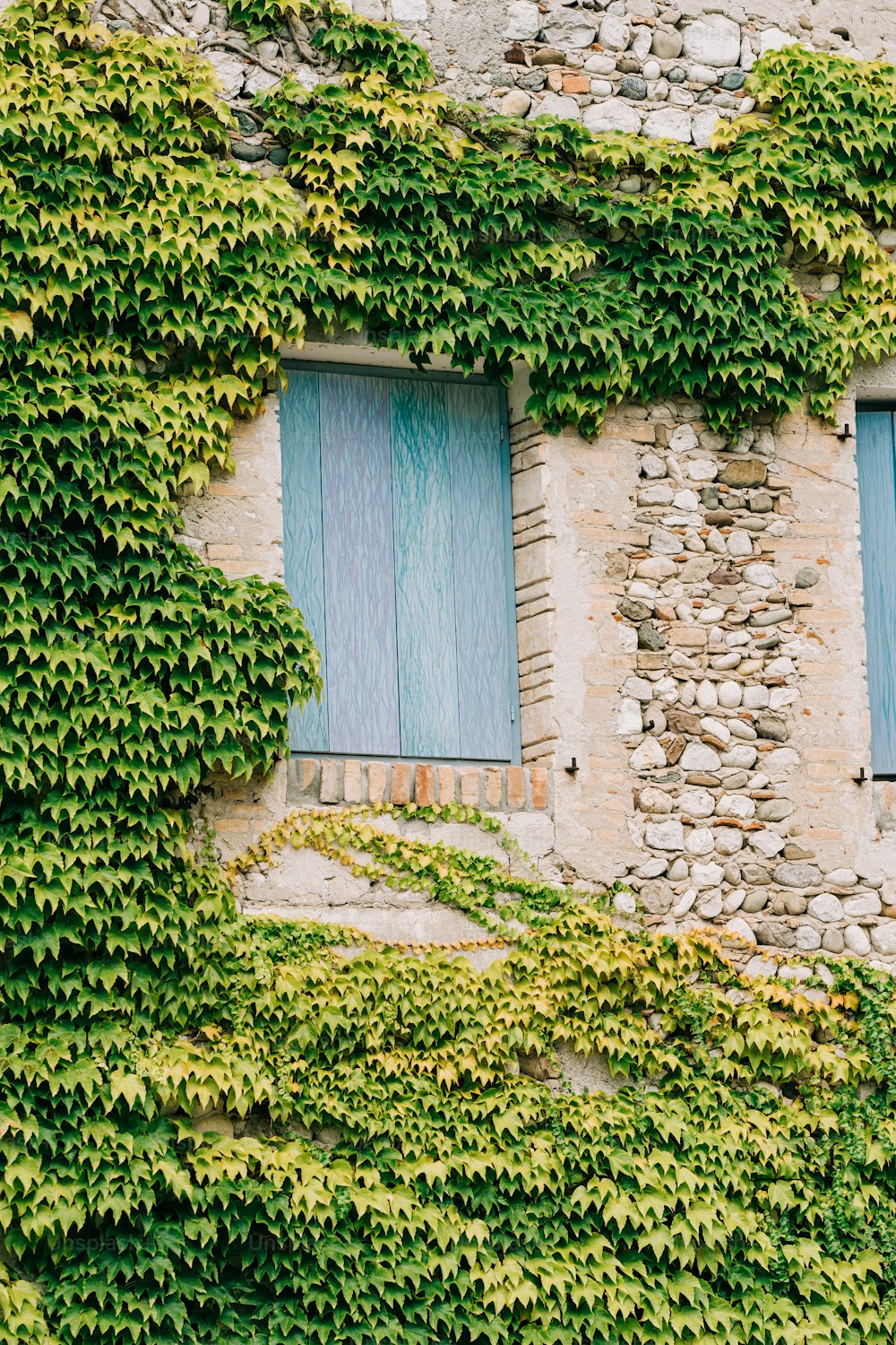 un bâtiment en pierre couvert de vignes et de fenêtres