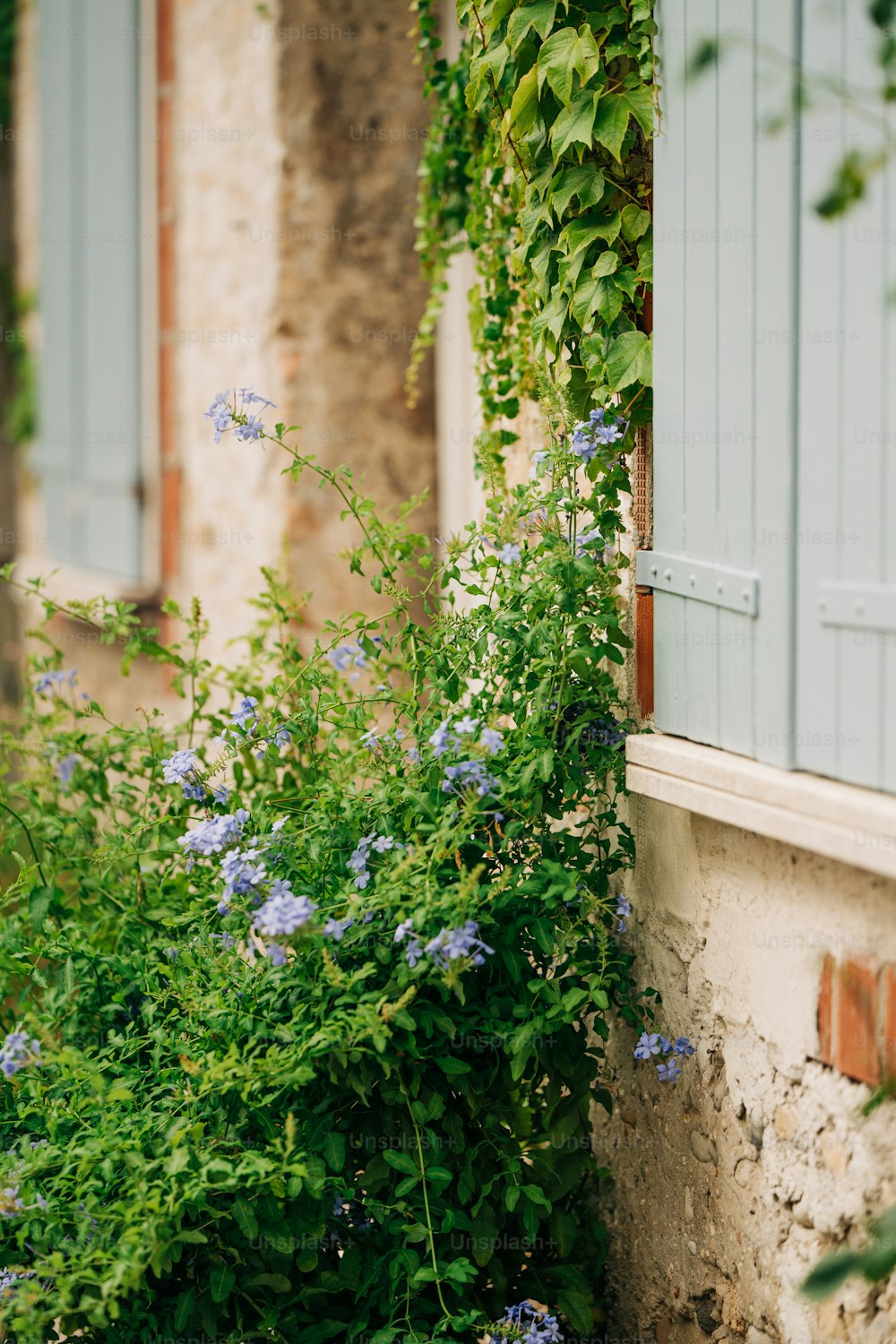 blue flowers growing on the side of a building