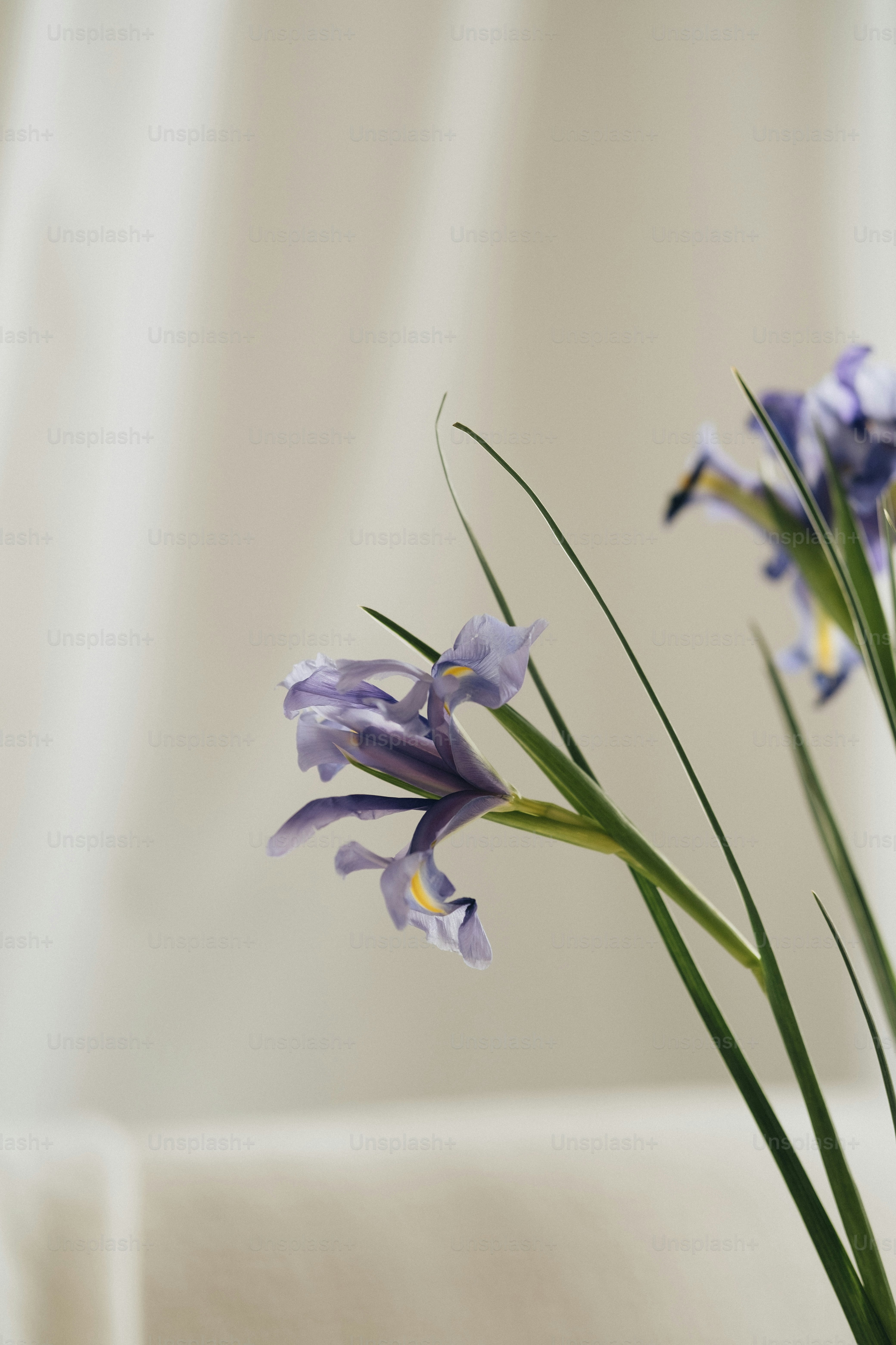 a close up of a vase with flowers in it