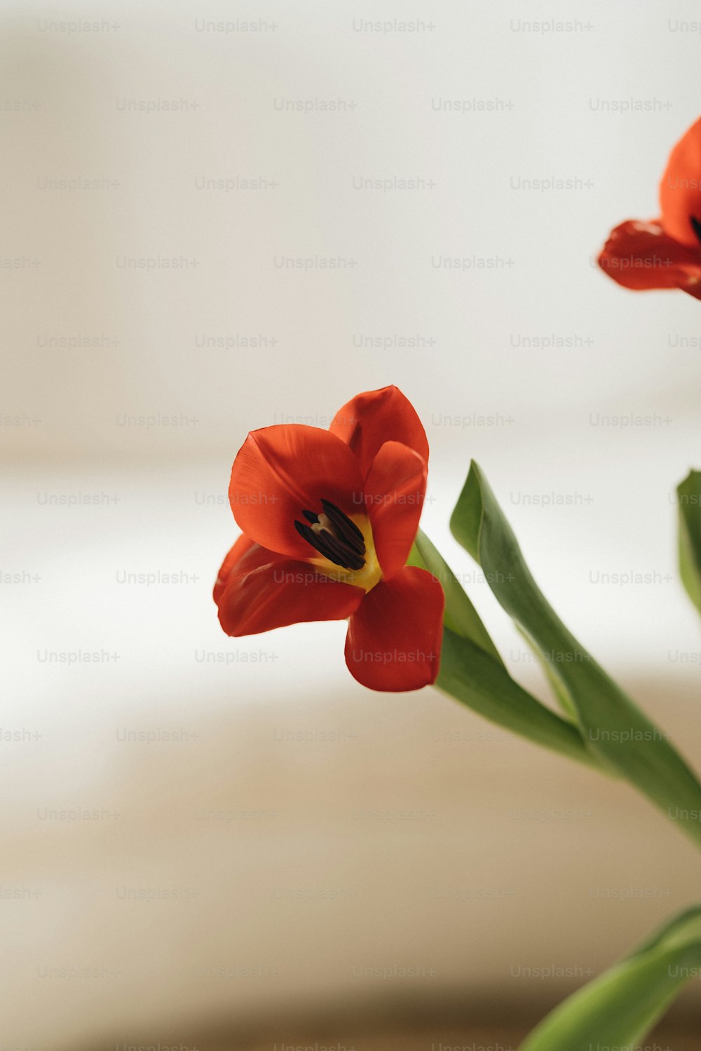 a close up of two red flowers in a vase