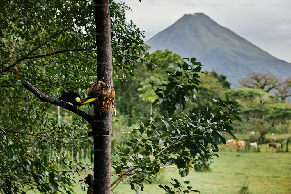 um pássaro empoleirado em um galho de árvore com uma montanha ao fundo