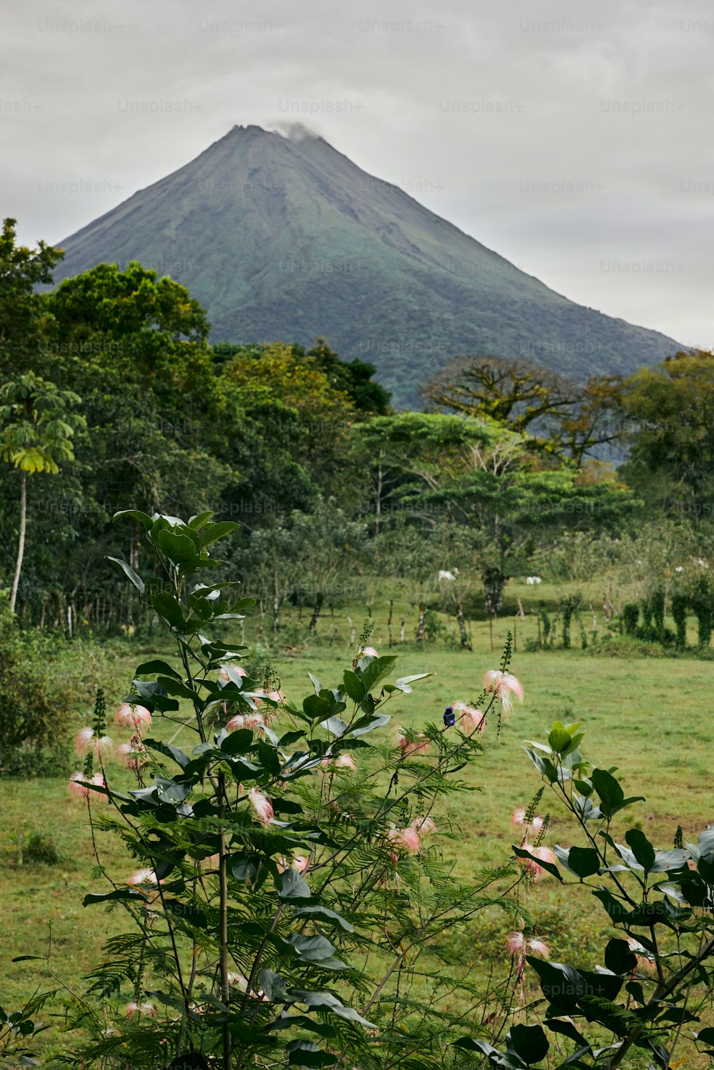 a lush green field with a mountain in the background