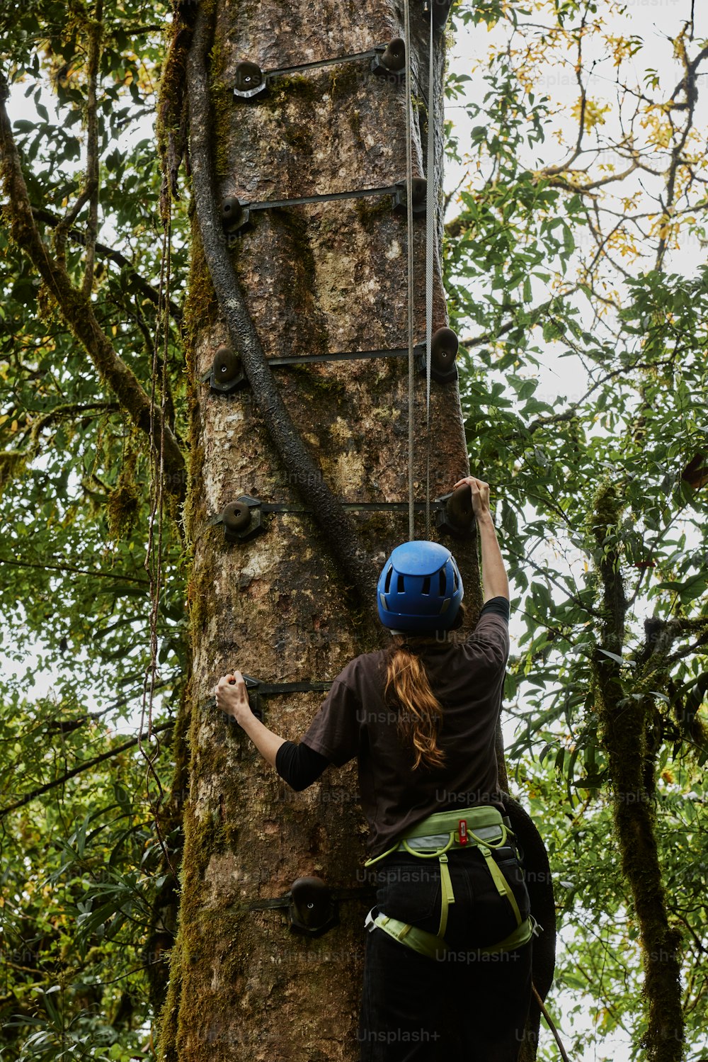 a person climbing up a tree in the forest
