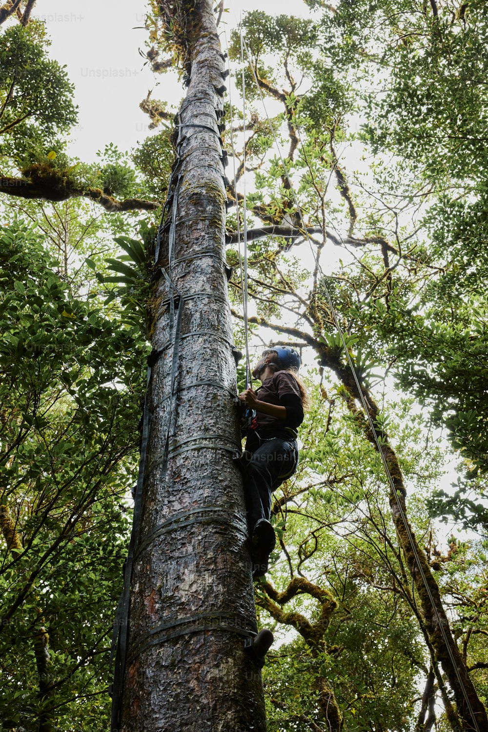 a man climbing up the side of a tall tree