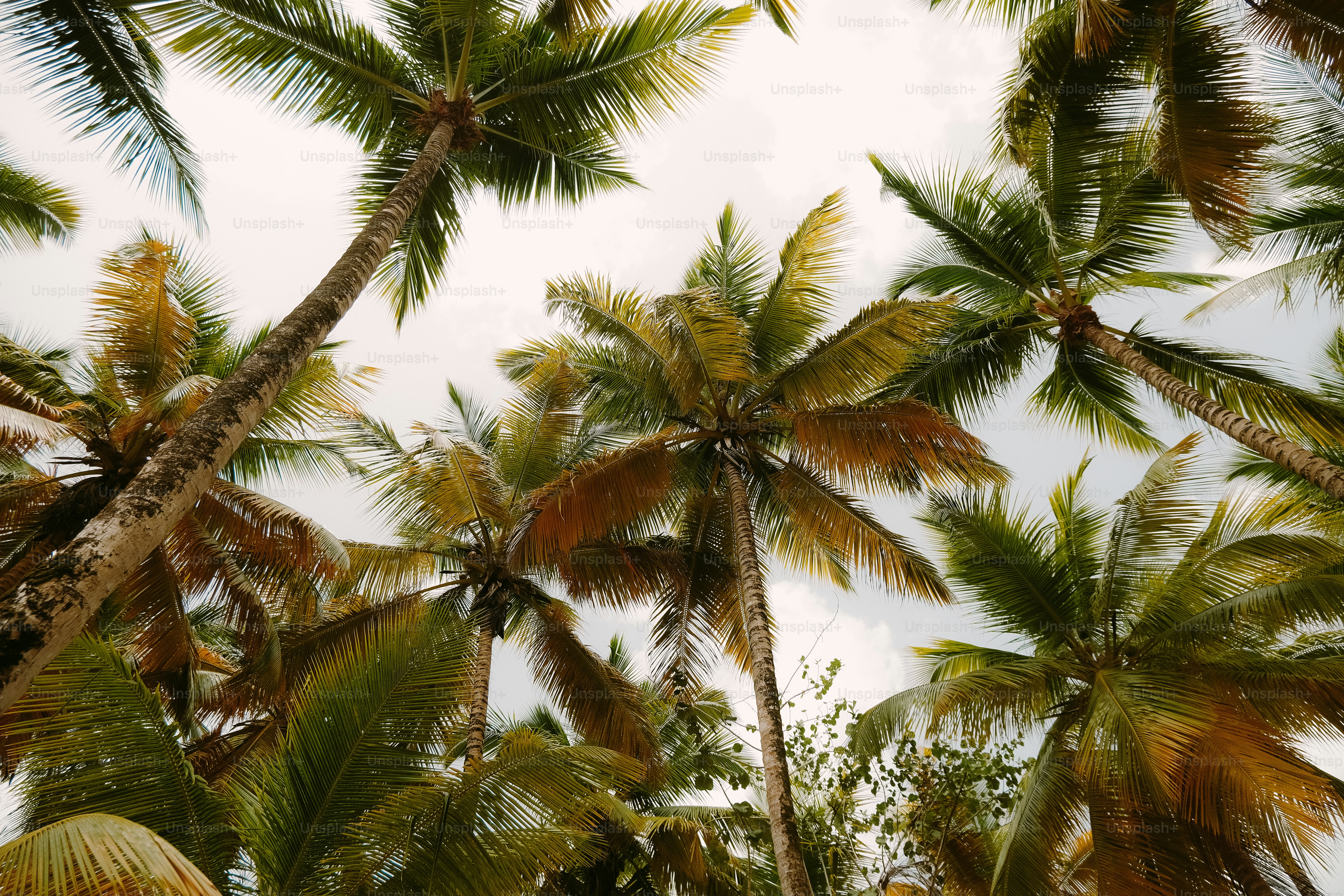 un mazzo di palme con uno sfondo del cielo