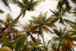 un mazzo di palme con uno sfondo del cielo
