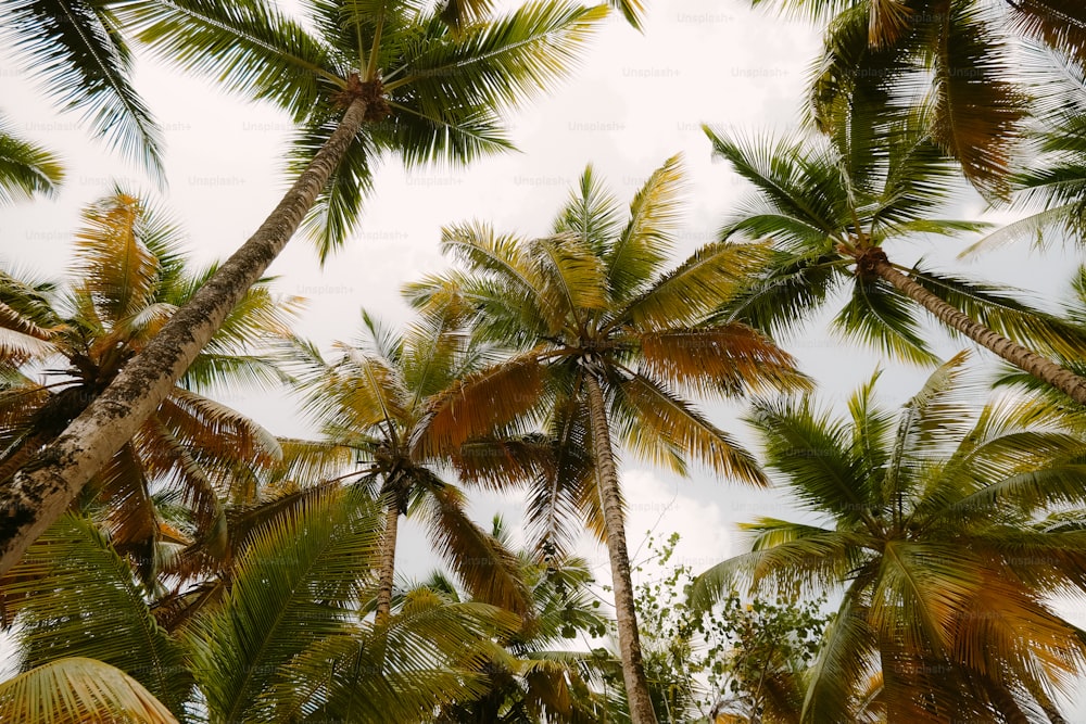 a bunch of palm trees with a sky background