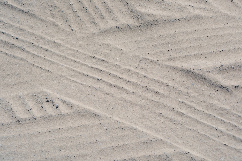Ein Vogel steht auf einem Sandstrand