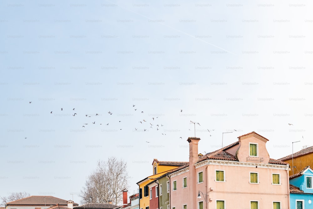 a flock of birds flying over a row of houses