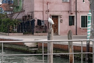 a white bird sitting on top of a wooden post