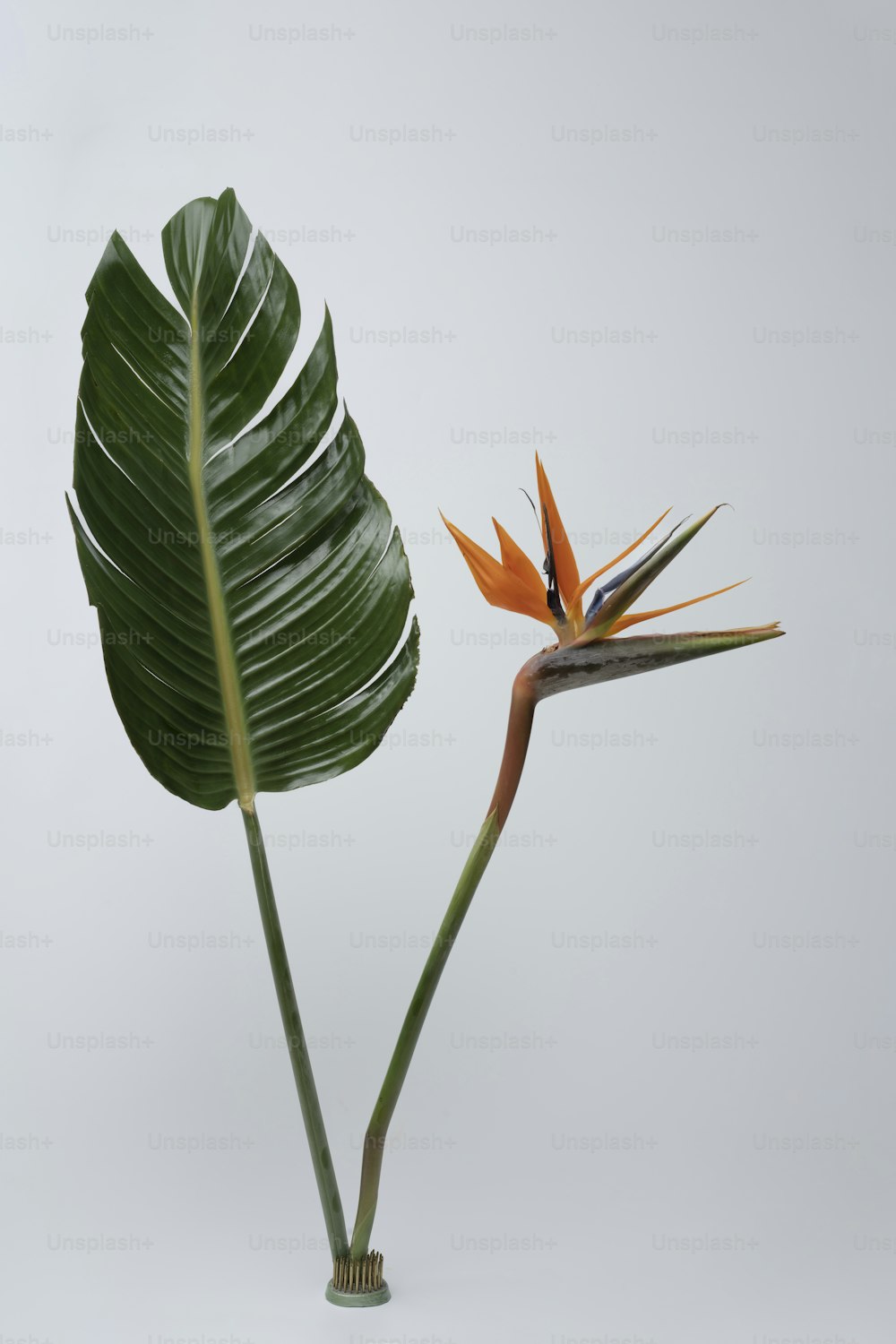 a bird of paradise flower in a vase