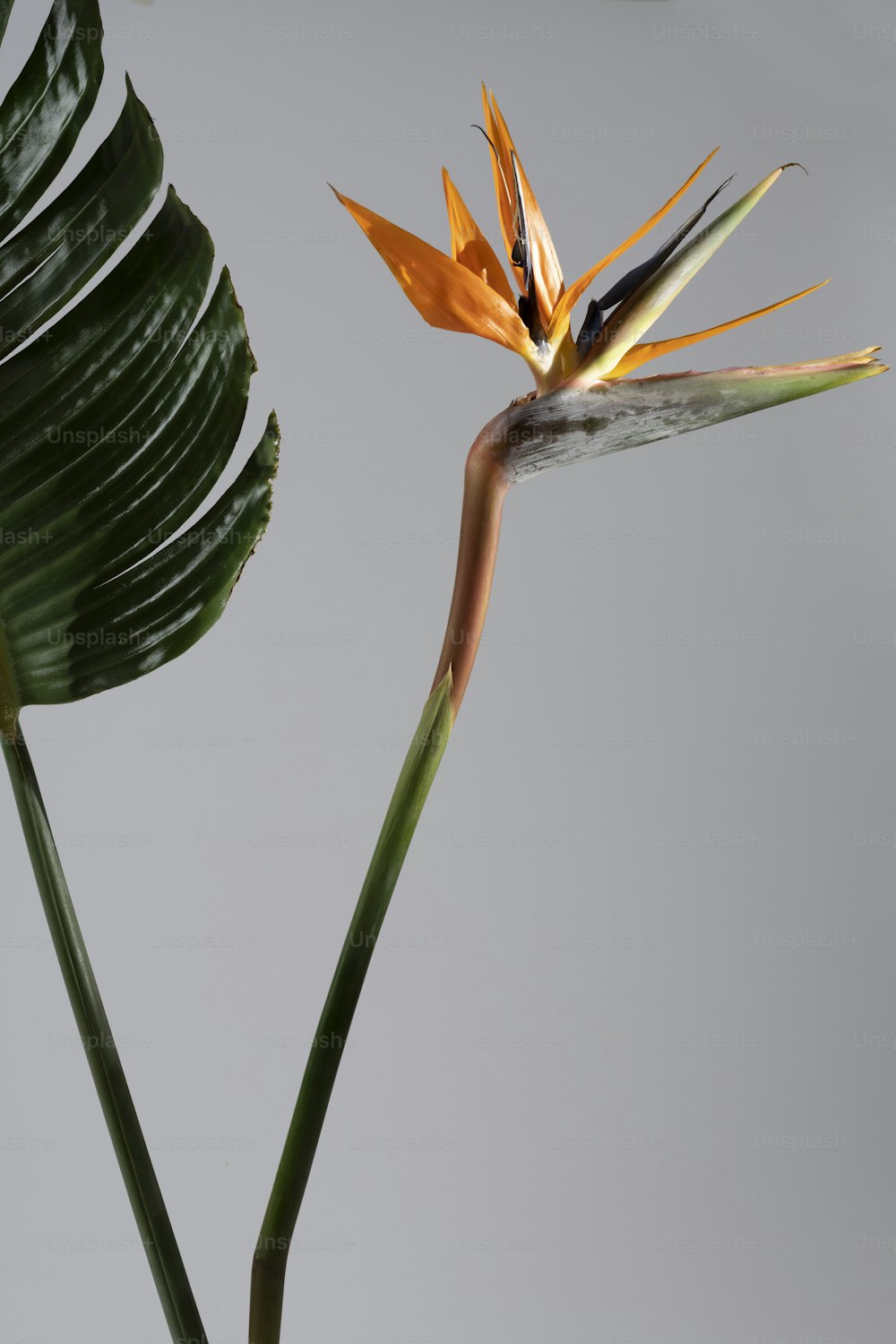 a bird of paradise flower with a grey background