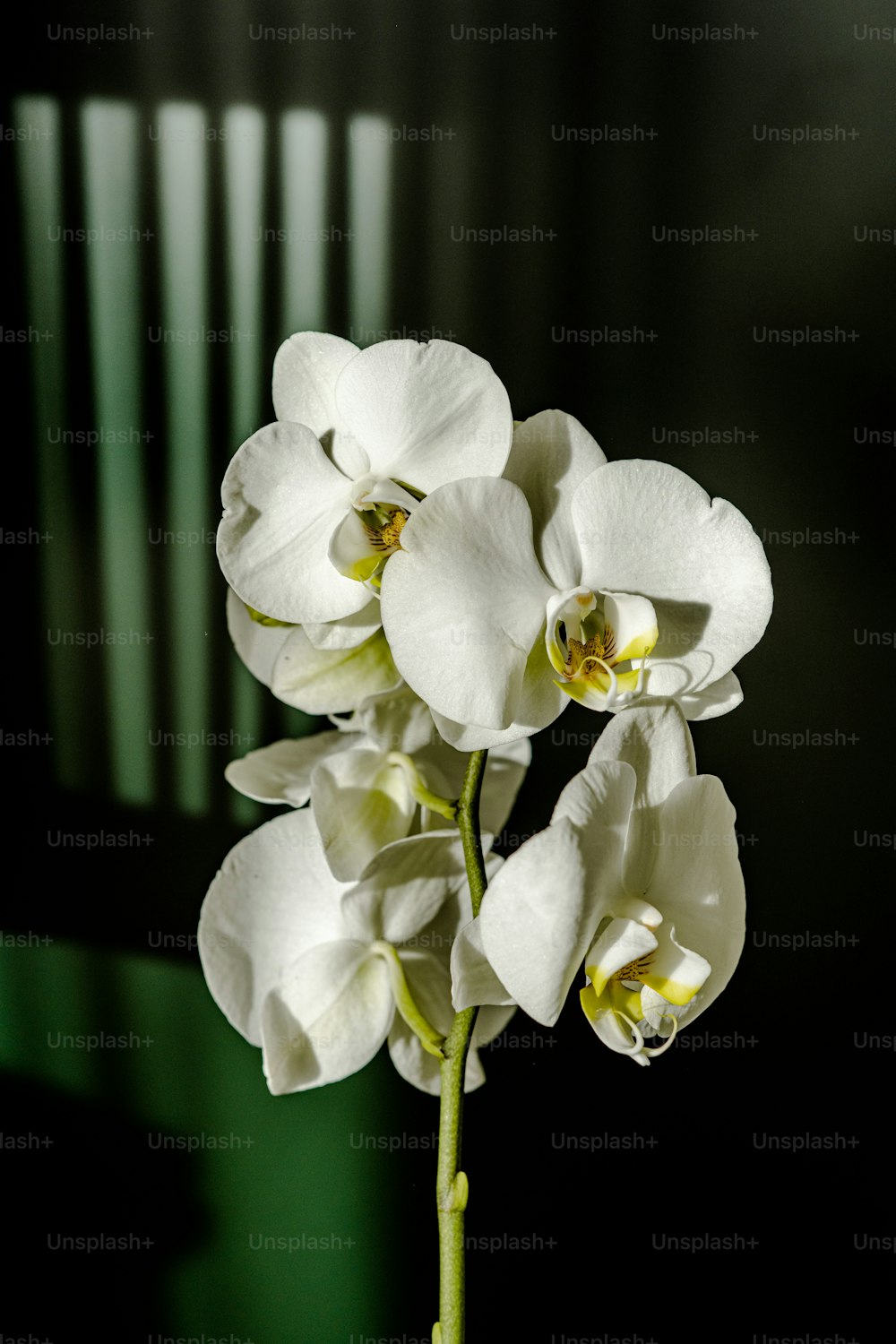 Un primer plano de una flor blanca en un jarrón