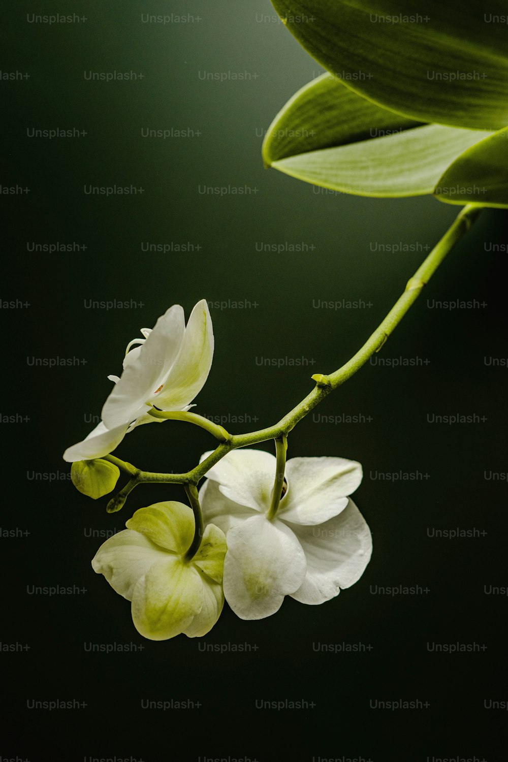 um ramo de uma planta com flores brancas