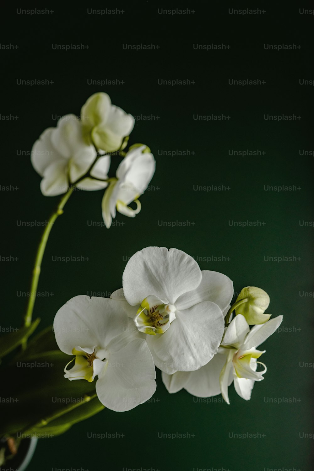 drei weiße Blumen in einer Vase auf einem Tisch