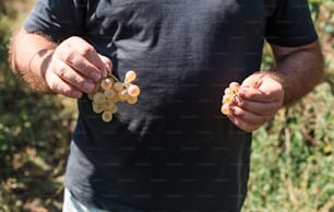 um homem segurando um cacho de uvas em suas mãos