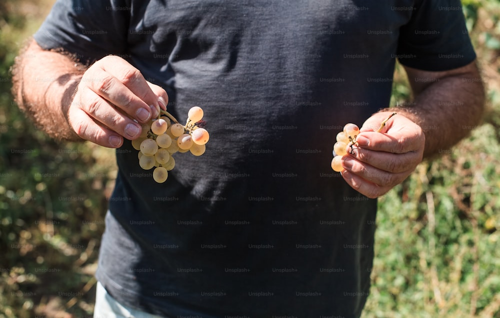 un uomo che tiene un grappolo d'uva tra le mani