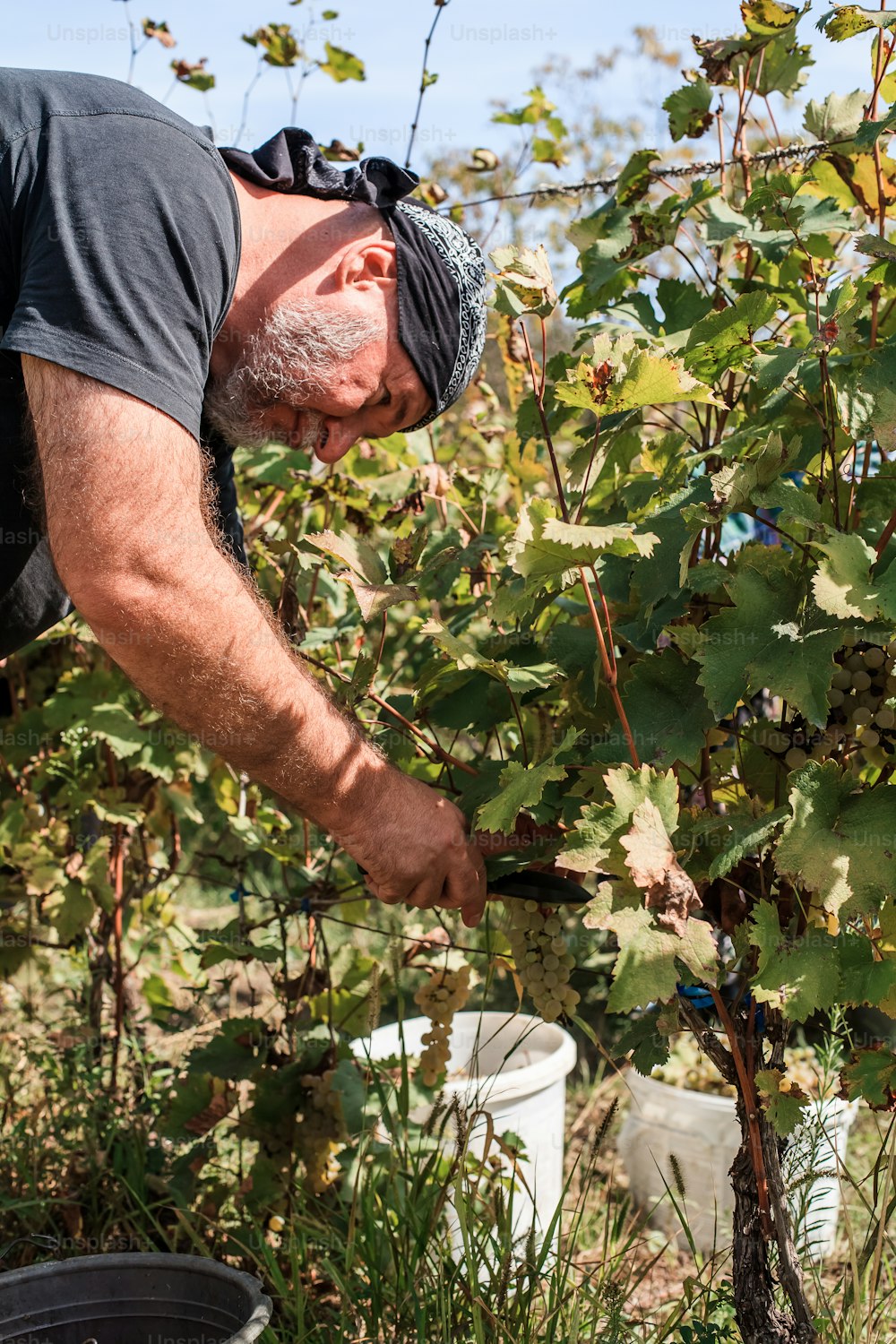 Un hombre está recogiendo uvas de un arbusto