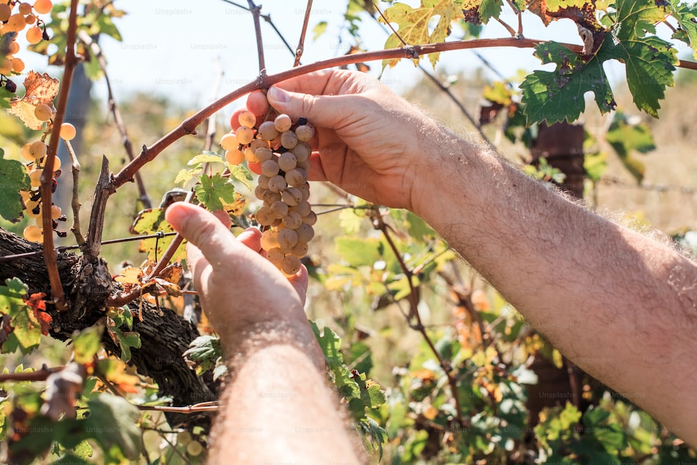 a man is picking grapes from a vine