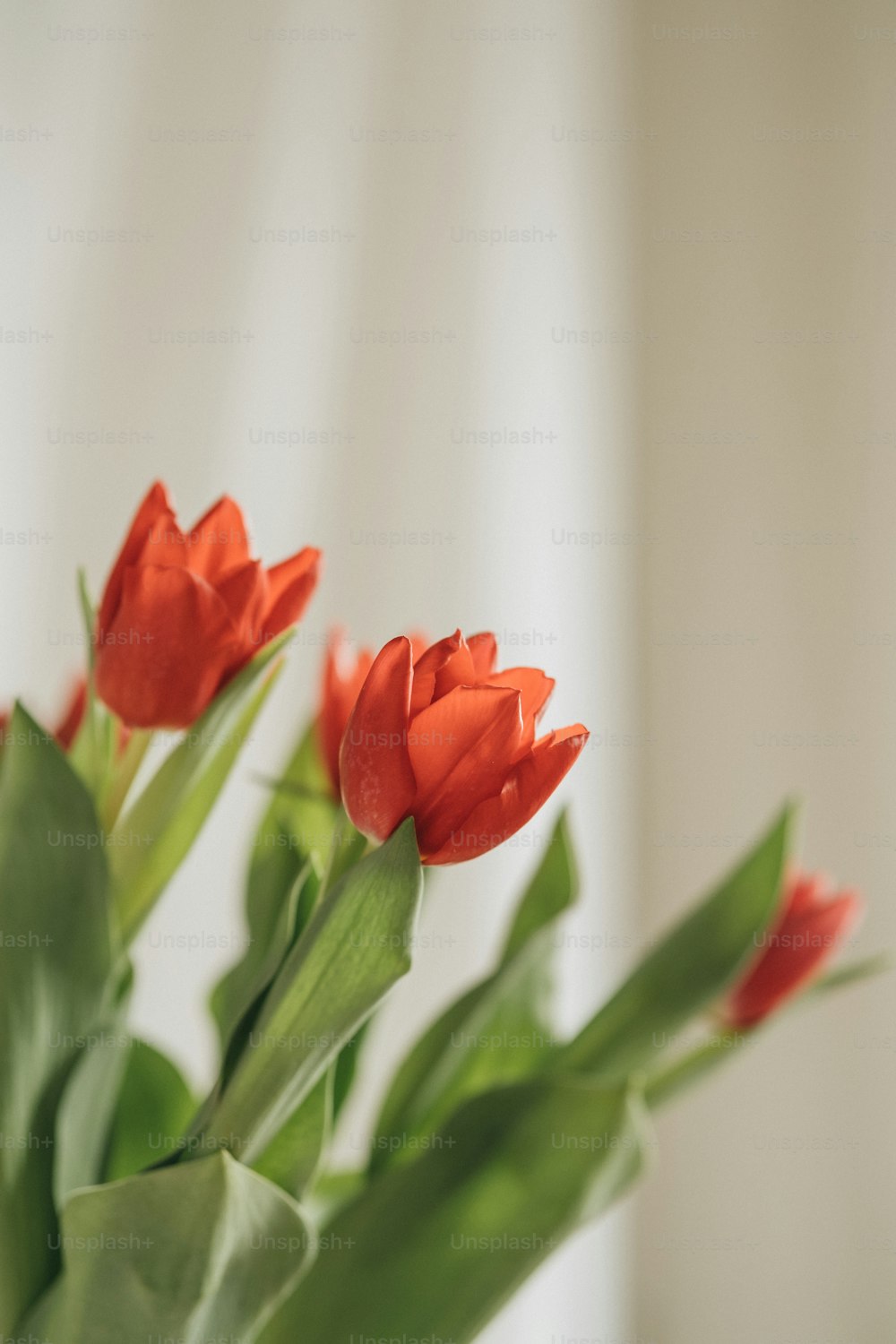 a vase filled with red flowers on top of a table