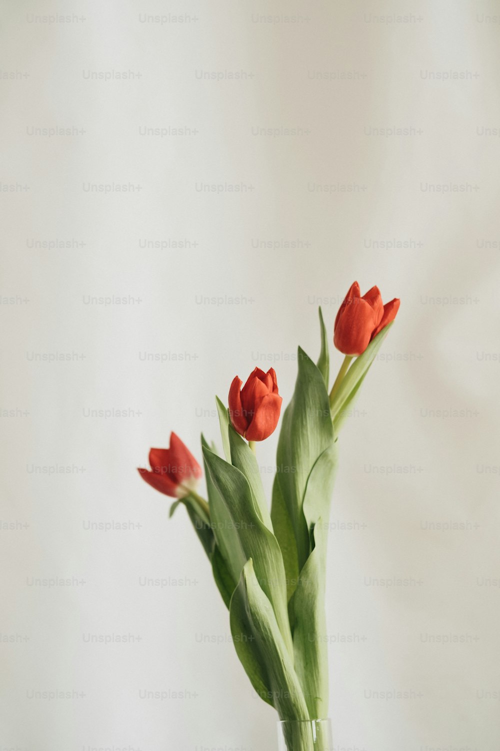 Tres tulipanes rojos en un jarrón sobre una mesa