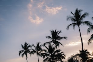 a group of palm trees against a blue sky