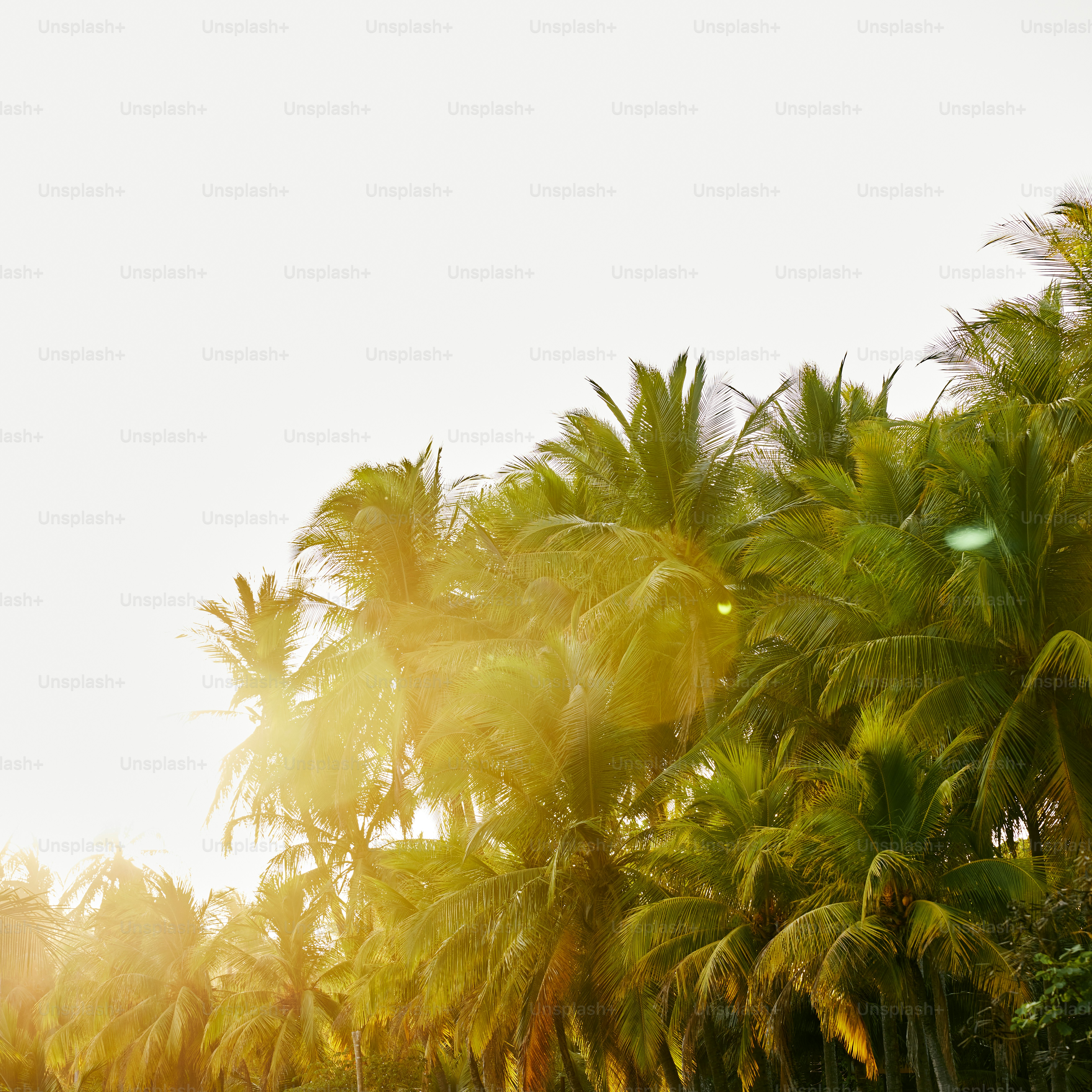 Traveling from Silicon Valley to Sunny Skies: San Jose to Palm Springs Direct Flights