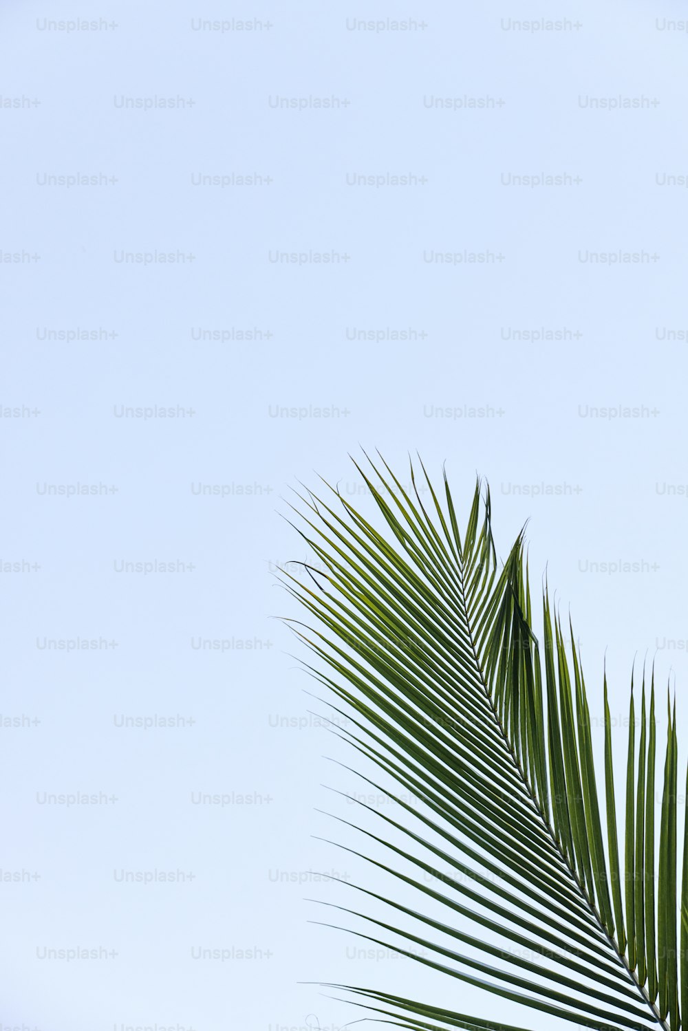 a palm tree leaves against a blue sky