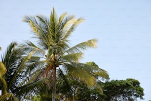 una palmera con un cielo azul en el fondo