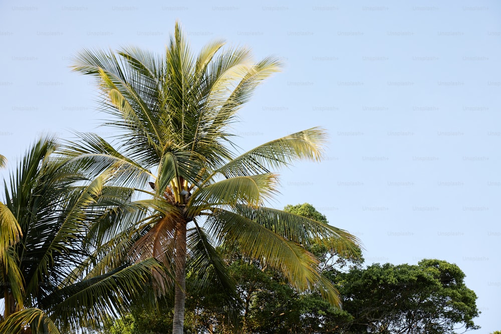 a palm tree with a blue sky in the background