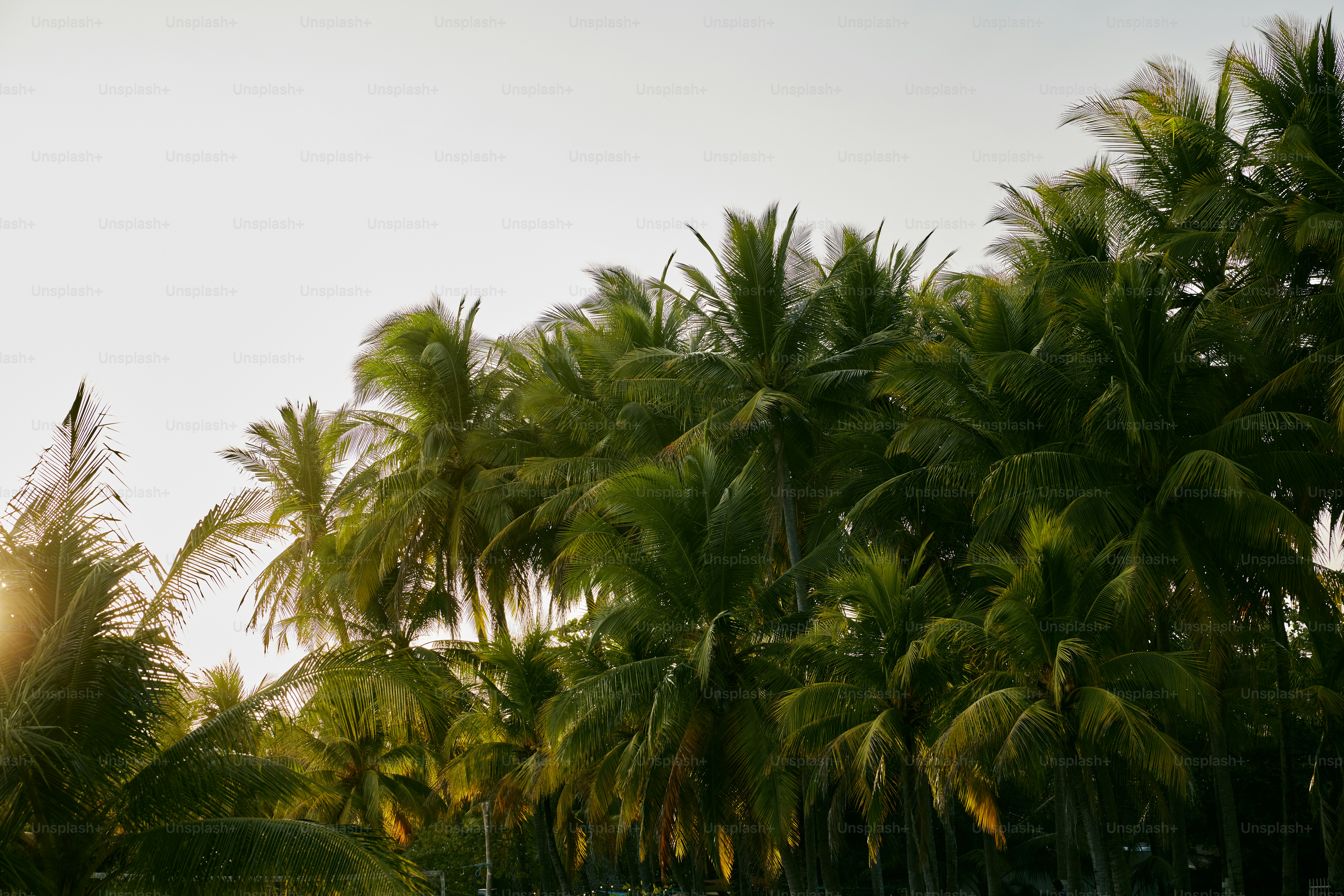the sun is shining through the palm trees