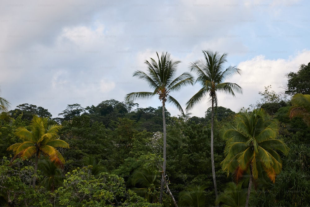 um par de palmeiras sentadas no meio de uma floresta